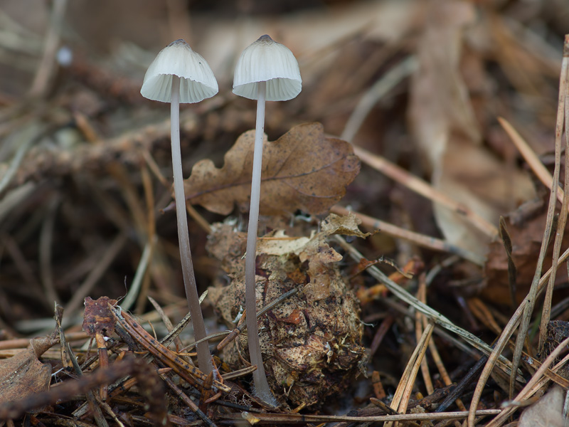 Mycena galopus